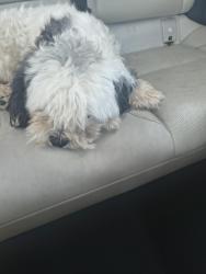 Found/Stray Male Dog last seen Redwood 54th, San Diego, CA 92103