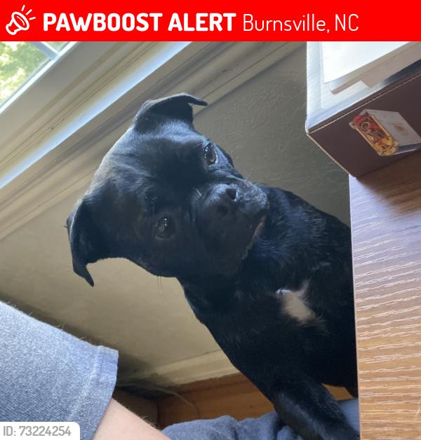 Lost Female Dog last seen Burnsville library, Burnsville, NC 28714