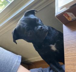 Lost Female Dog last seen Burnsville library, Burnsville, NC 28714