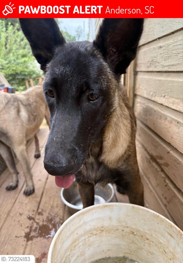 Lost Male Dog last seen Homeland Park, Anderson, SC 29624