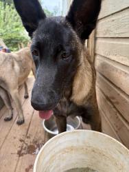 Lost Male Dog last seen Homeland Park, Anderson, SC 29624