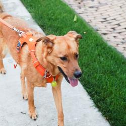 Reunited Male Dog last seen Woodshire Drive near Aspinwall VA, Pittsburgh, PA 15215