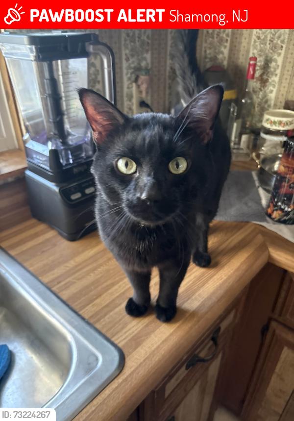 Lost Male Cat last seen Atsion Road, Shamong, NJ 08088