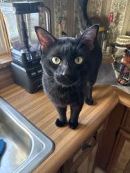Lost Male Cat last seen Atsion Road, Shamong, NJ 08088
