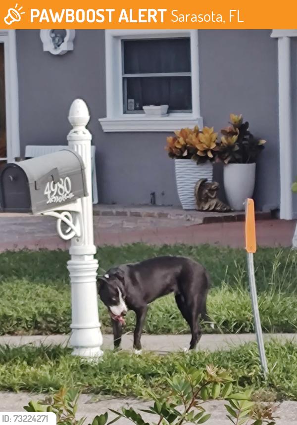 Found/Stray Unknown Dog last seen Near Lynnwood St., Sarasota, FL 34232