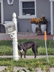 Found/Stray Unknown Dog last seen Near Lynnwood St., Sarasota, FL 34232