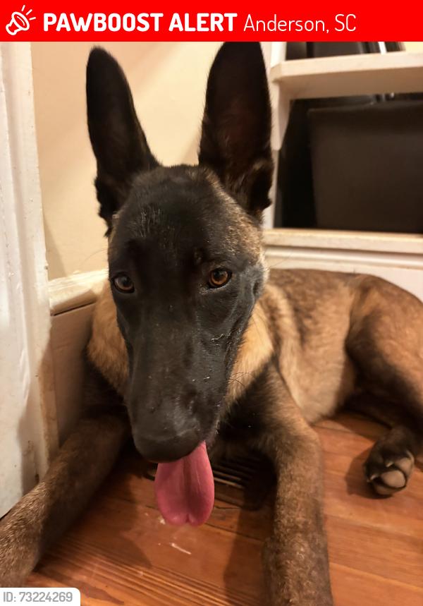 Lost Male Dog last seen Homeland park, Anderson, SC 29624