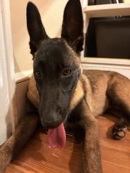 Lost Male Dog last seen Homeland park, Anderson, SC 29624