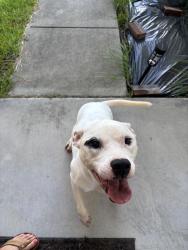 Found/Stray Male Dog last seen Palmetto Point Blvd, Myrtle Beach, SC 29588