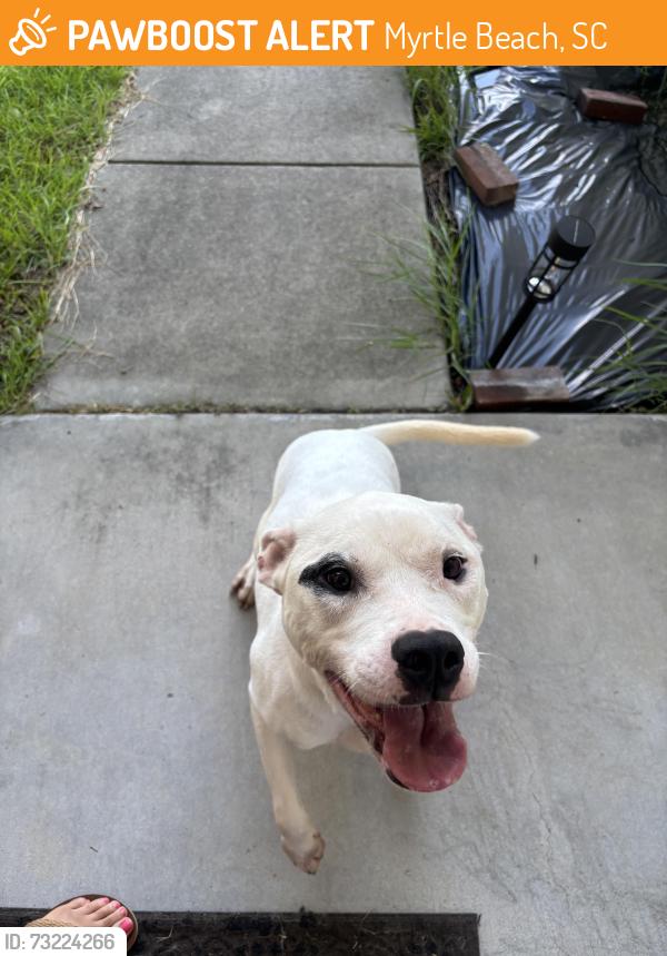 Found/Stray Male Dog last seen Palmetto Point Blvd, Myrtle Beach, SC 29588