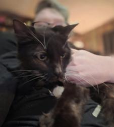 Reunited Female Cat last seen Harbin St, Canton, GA 30114