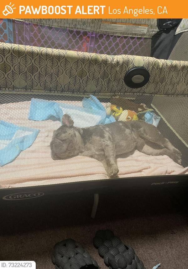 Found/Stray Male Dog last seen Lomita blvd, Los Angeles, CA 90710
