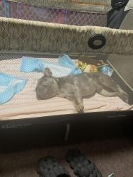 Found/Stray Male Dog last seen Lomita blvd, Los Angeles, CA 90710