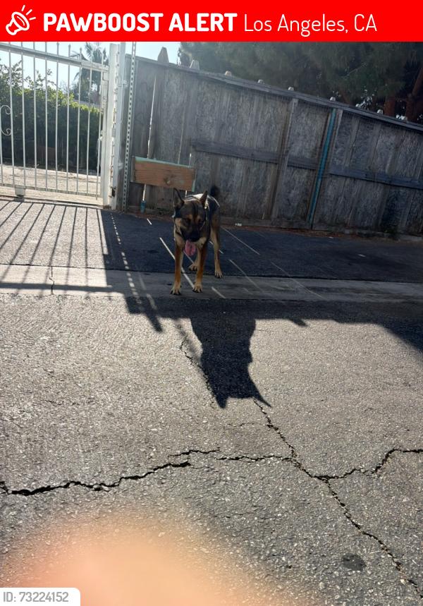 Lost Male Dog last seen Western and 36th pl, Los Angeles, CA 90018