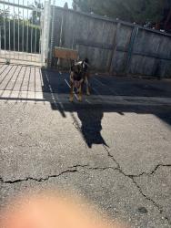 Lost Male Dog last seen Western and 36th pl, Los Angeles, CA 90018