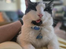 Lost Male Cat last seen Shannon Drive/ Oakley/ Asheville, Asheville, NC 28803