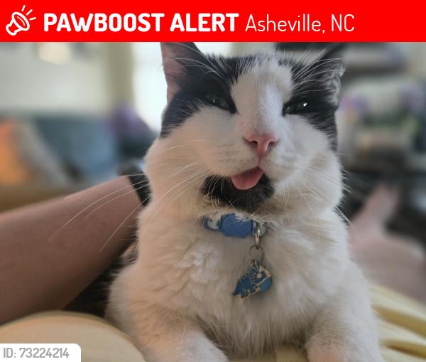 Lost Male Cat last seen Shannon Drive/ Oakley/ Asheville, Asheville, NC 28803