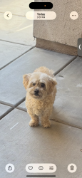 Reunited Female Dog last seen Cypress pointe HOA, Victorville, CA 92394