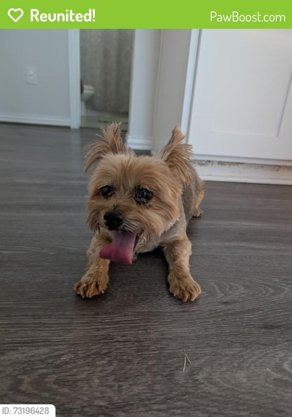 Reunited Female Dog last seen North Sienna Catania Loop, Round Rock, TX 78665