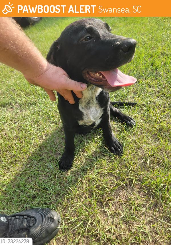 Found/Stray Male Dog last seen Gus sturkie and athens school rd swansea sc, Swansea, SC 29160