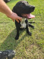 Found/Stray Male Dog last seen Gus sturkie and athens school rd swansea sc, Swansea, SC 29160