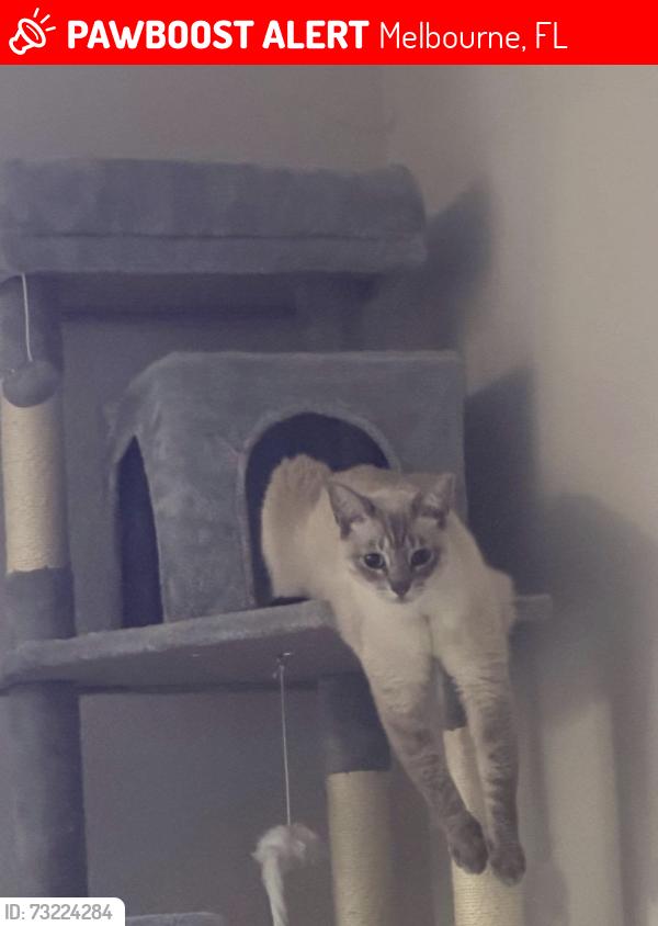 Lost Male Cat last seen Near pine lake dr, Melbourne, FL 32904