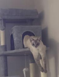 Lost Male Cat last seen Near pine lake dr, Melbourne, FL 32904