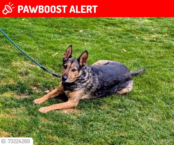 Lost Male Dog last seen Near Meadowlark Circle West Sacramento CA 95691, West Sacramento, CA 95691