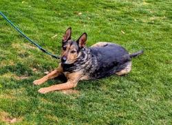 Lost Male Dog last seen Near Meadowlark Circle West Sacramento CA 95691, West Sacramento, CA 95691