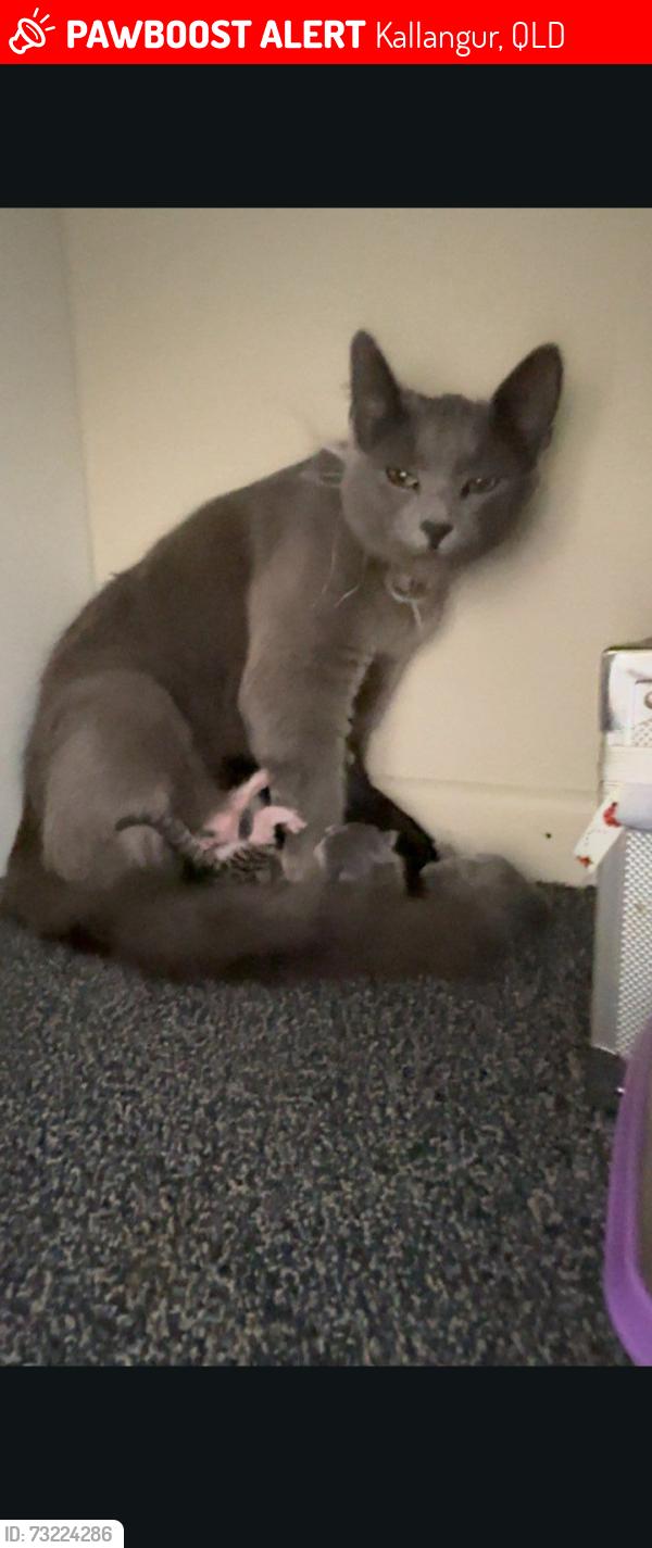 Lost Female Cat last seen Marsden Rd kallangur, Kallangur, QLD 4503