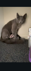 Lost Female Cat last seen Marsden Rd kallangur, Kallangur, QLD 4503