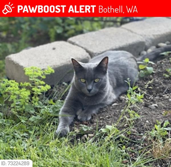 Lost Male Cat last seen 180th St SE and 25th Dr SE, Bothell, WA 98012