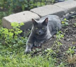 Lost Male Cat last seen 180th St SE and 25th Dr SE, Bothell, WA 98012