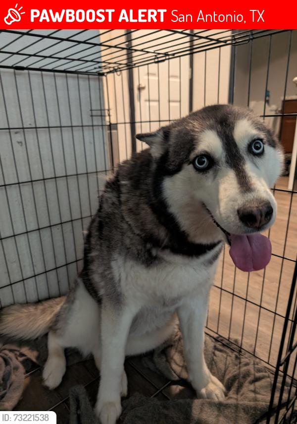 Lost Female Dog last seen Near Crestway heights, San Antonio, TX 78244