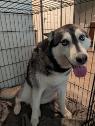Lost Female Dog last seen Near Crestway heights, San Antonio, TX 78244