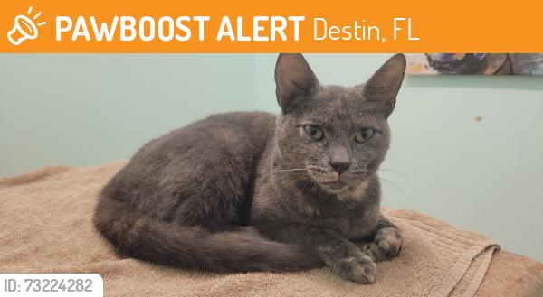 Found/Stray Female Cat last seen Beach Dr and First st, Destin, FL 32541