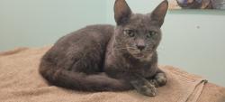 Found/Stray Female Cat last seen Beach Dr and First st, Destin, FL 32541