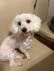 Lost Female Dog last seen 55th and Pulaski, Chicago, IL 60632