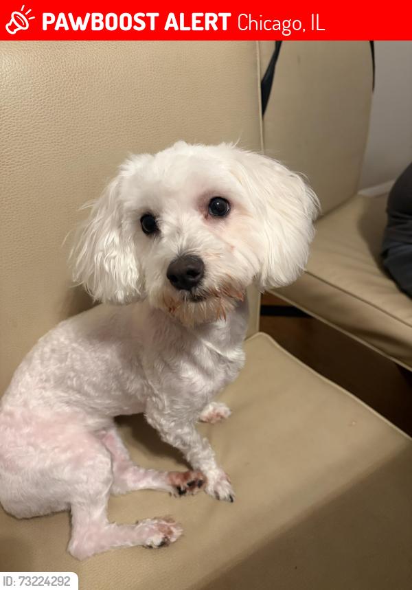 Lost Female Dog last seen 55th and Pulaski, Chicago, IL 60632