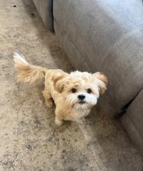 Reunited Male Dog last seen Wyoming and W outer Drive, Detroit, MI 48221