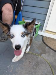 Reunited Unknown Dog last seen Stratmore street, Pittsburgh, PA 15205