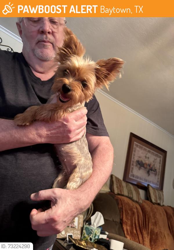 Found/Stray Female Dog last seen Ashwood Dr, Baytown, TX 77521