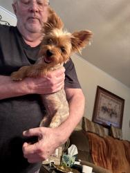 Found/Stray Female Dog last seen Ashwood Dr, Baytown, TX 77521