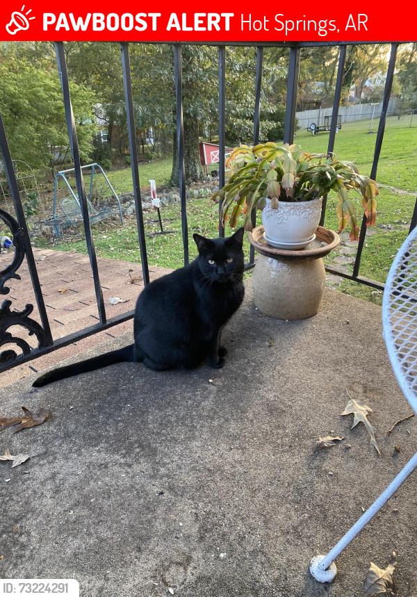 Lost Male Cat last seen Lakeside drive and Malvern avenue, Hot Springs, AR 71901