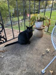 Lost Male Cat last seen Lakeside drive and Malvern avenue, Hot Springs, AR 71901