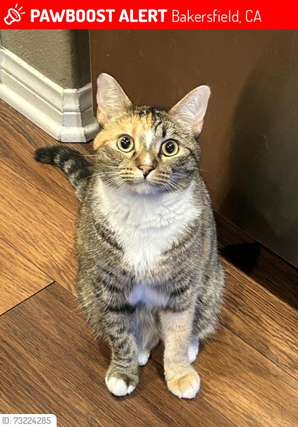 Lost Female Cat last seen Corner of Madison Street and Del Mar Dr., Bakersfield, CA 93307