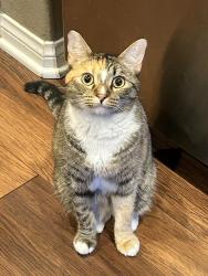 Lost Female Cat last seen Corner of Madison Street and Del Mar Dr., Bakersfield, CA 93307