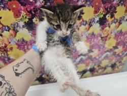 Shelter Stray Female Cat last seen Nebraska Ave, 43607, OH, 827 Illinois Ave, Maumee, OH 43537, USA