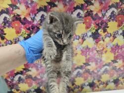 Shelter Stray Male Cat last seen Nebraska Ave, 43607, OH, 827 Illinois Ave, Maumee, OH 43537, USA