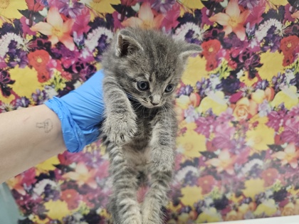 Shelter Stray Male Cat last seen Nebraska Ave, 43607, OH, 827 Illinois Ave, Maumee, OH 43537, USA